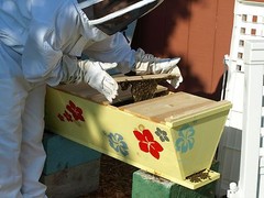 Bee Hive, 20 Top Bar with Roof Top Bar Backyard Bee Keeping Hive