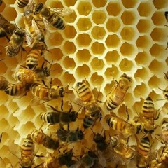 7PCS Auto Seeping Honey Bee Hives Beehive Frames +Cedarwood Beekeeping Brood Box